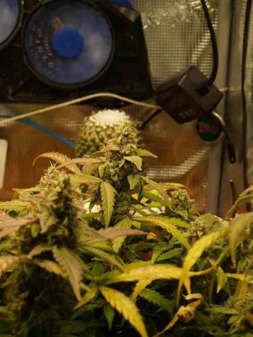 Godfeather OG F1 #1. Week 9 - Tag 68