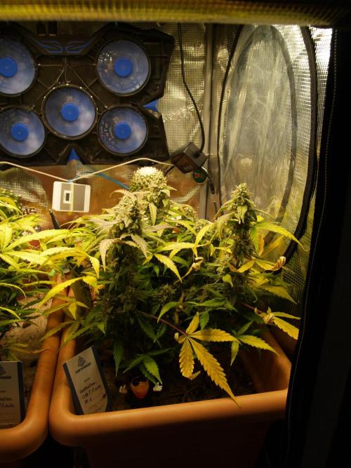 Godfeather OG F1 #1. Week 9 - Tag 68