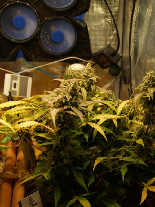 Godfeather OG F1 #1. Week 10 - Tag 71