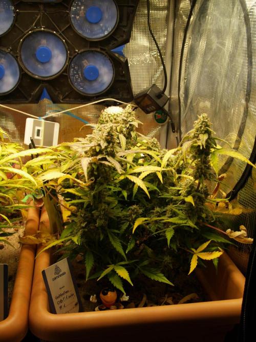 Godfeather OG F1 #1. Week 10 - Tag 71