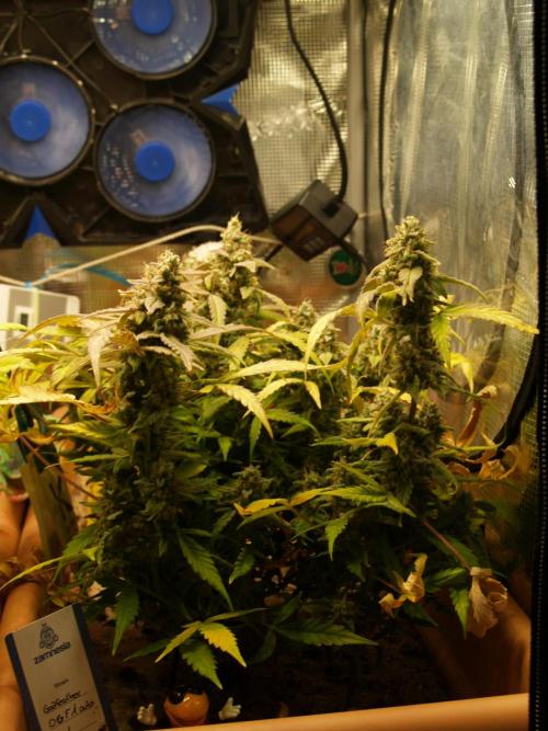 Godfeather OG F1 #1. Week 10 - Tag 72