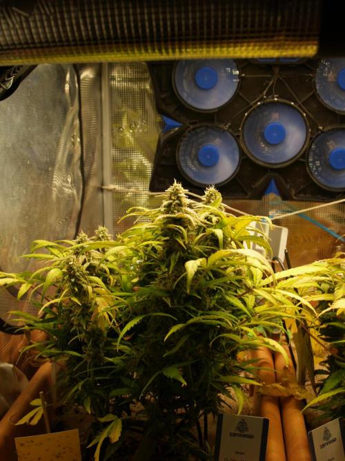 Godfeather OG F1 #3. Week 10 - Tag 71