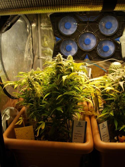 Godfeather OG F1 #3. Week 10 - Tag 71