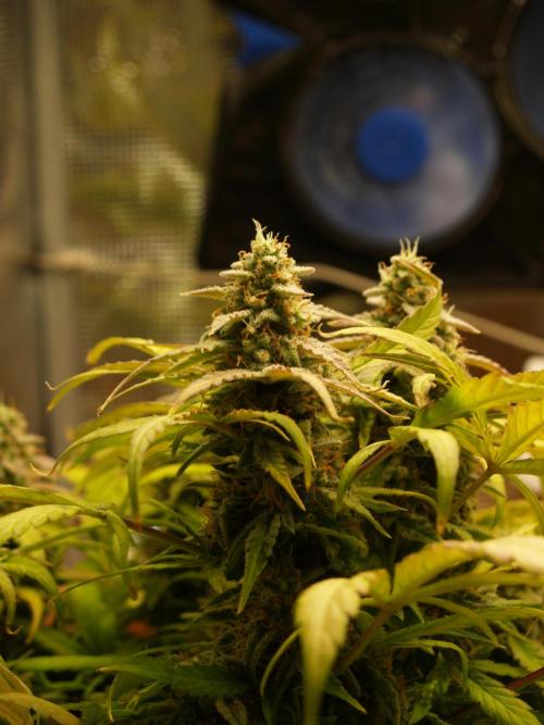 Godfeather OG F1 #3. Week 10 - Tag 73