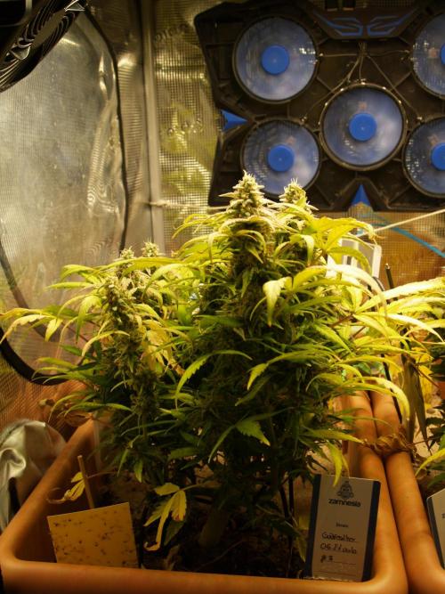 Godfeather OG F1 #3. Week 10 - Tag 73