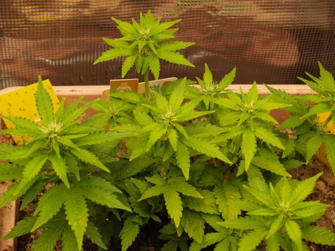 Apple Fritter Auto Winter Grow 2026. Week 5 - Tag 36