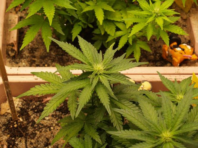 Strawberry Cola Auto Winter Grow 2026. Week 5 - Tag 36