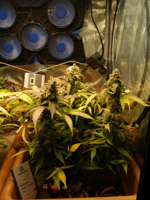 Godfeather OG F1 #1. Week 10 - Tag 74