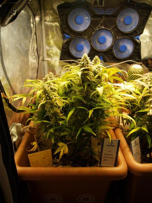 Godfeather OG F1 #3. Week 10 - Tag 75