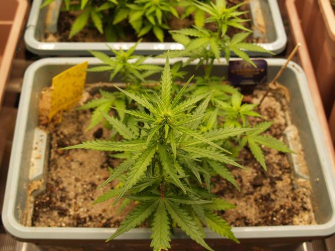 Eternity Cup 2026 Sticky Broccoli Auto. Week 5 - Tag 36 B1