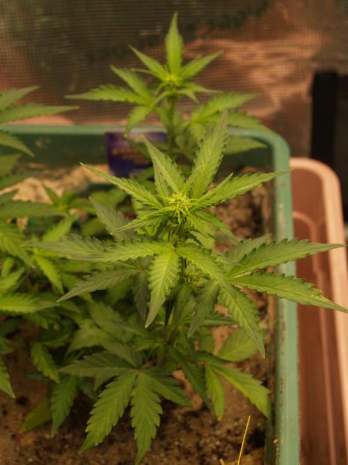 Eternity Cup 2026 Sticky Broccoli Auto. Week 5 - Tag 36 B2