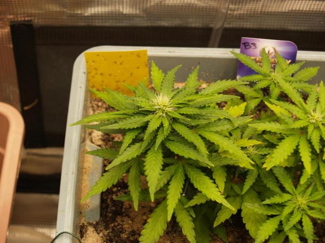 Eternity Cup 2026 Sticky Broccoli Auto. Week 5 - Tag 36 B3