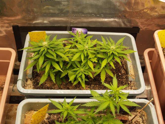 Eternity Cup 2026 Sticky Broccoli Auto. Week 5 - Tag 36 B3