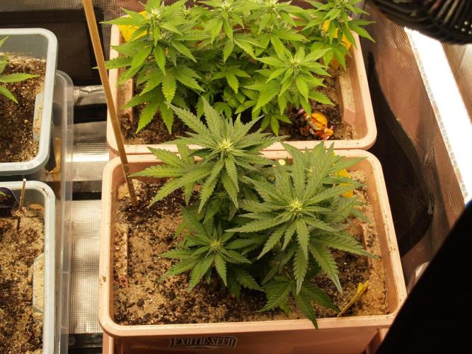 Strawberry Cola Auto Winter Grow 2026. Week 5 - Tag 38