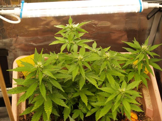 Apple Fritter Auto Winter Grow 2026. Week 5 - Tag 38