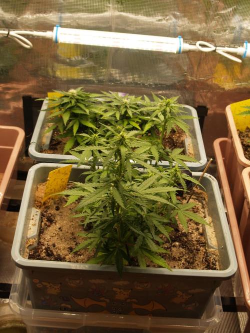 Eternity Cup 2026 Sticky Broccoli Auto. Week 5 - Tag 38 B1