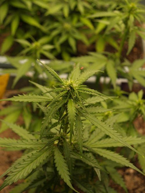 Eternity Cup 2026 Sticky Broccoli Auto. Week 5 - Tag 38 B1