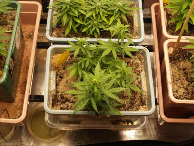 Eternity Cup 2026 Sticky Broccoli Auto. Week 5 - Tag 38 B1