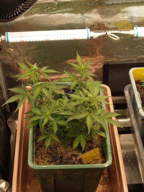 Eternity Cup 2026 Sticky Broccoli Auto. Week 5 - Tag 38 B2