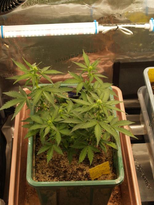 Eternity Cup 2026 Sticky Broccoli Auto. Week 5 - Tag 38 B2