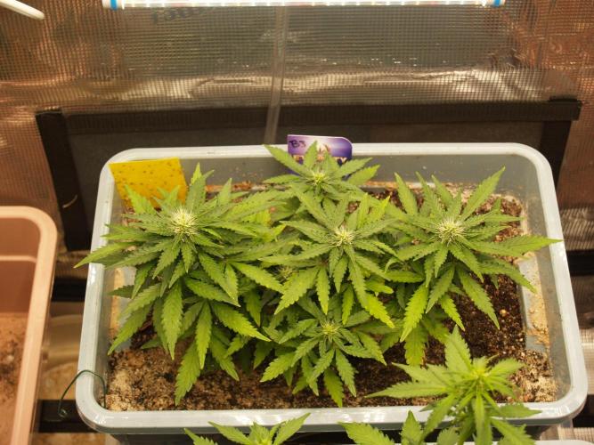 Eternity Cup 2026 Sticky Broccoli Auto. Week 5 - Tag 38 B3