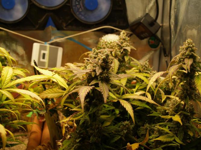 Godfeather OG F1 #1. Week 10 - Tag 76