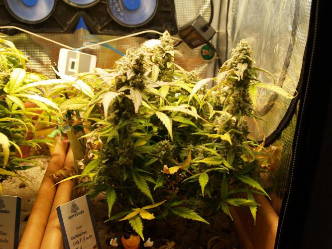 Godfeather OG F1 #1. Week 10 - Tag 76