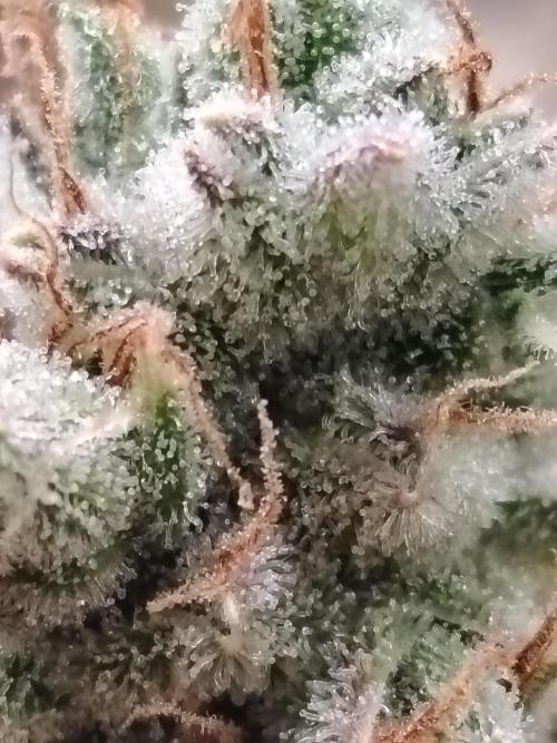 Godfeather OG F1 #1. Week 11 - Tag 80