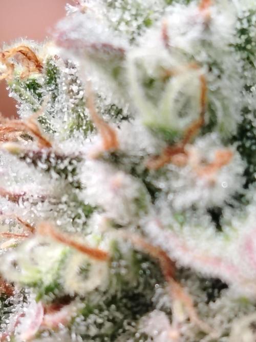 Godfeather OG F1 #1. Week 11 - Tag 80