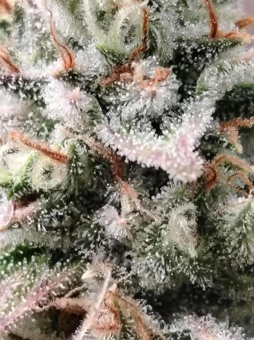 Godfeather OG F1 #1. Week 11 - Tag 80