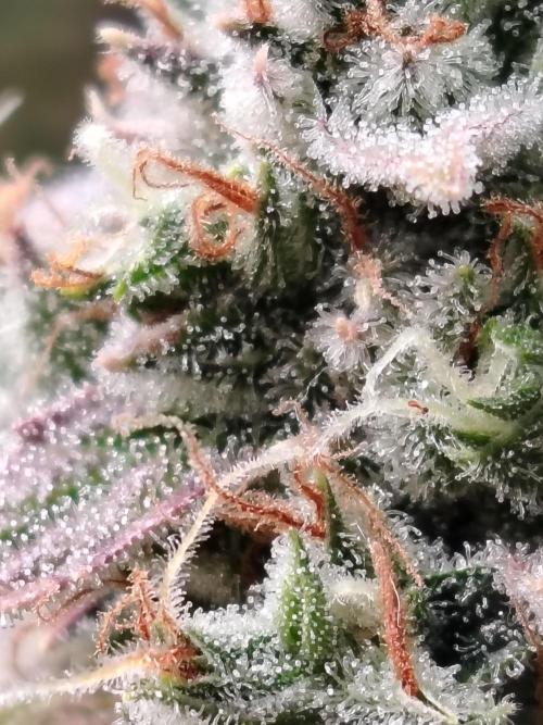 Godfeather OG F1 #1. Week 11 - Tag 80