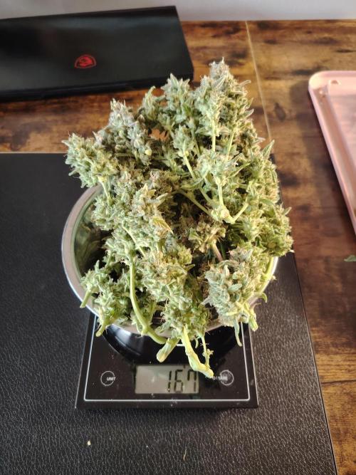 Godfeather OG F1 #1. Week 11