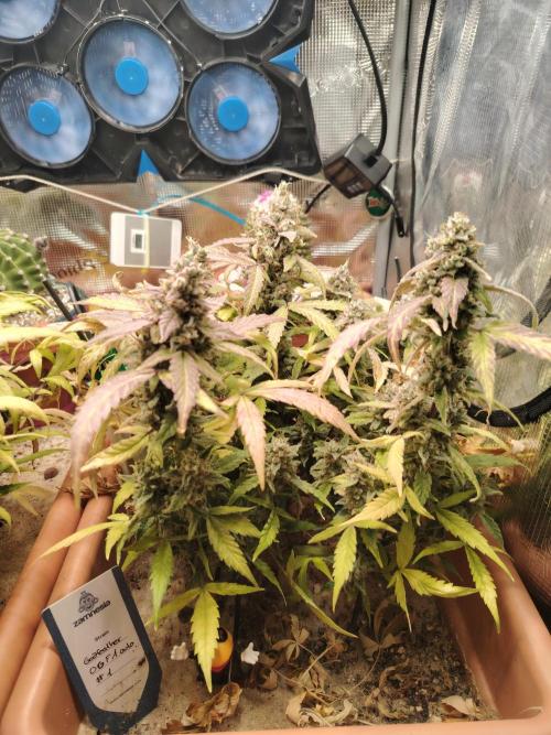 Godfeather OG F1 #1. Week 11 - Tag 80