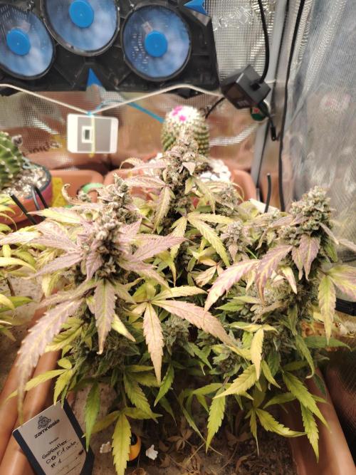 Godfeather OG F1 #1. Week 11 - Tag 80