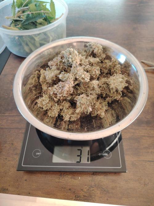 Godfeather OG F1 #1. Week 11 - Nach 7 Tagen Trocknen