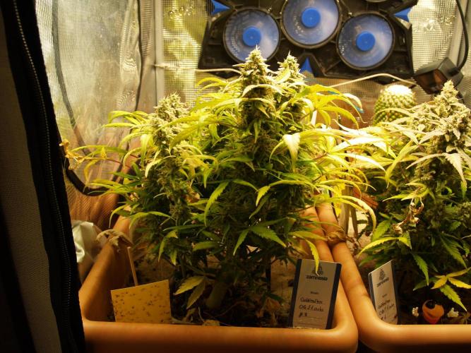 Godfeather OG F1 #3. Week 10 - Tag 77