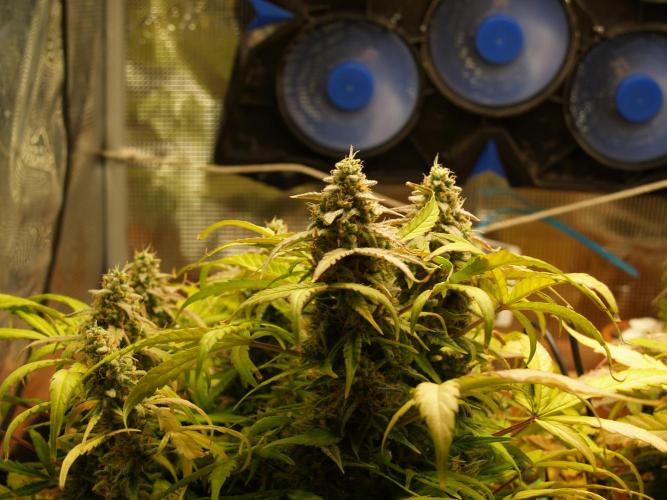 Godfeather OG F1 #3. Week 10 - Tag 77