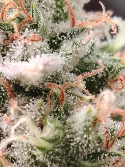 Godfeather OG F1 #3. Week 11 - Tag 81