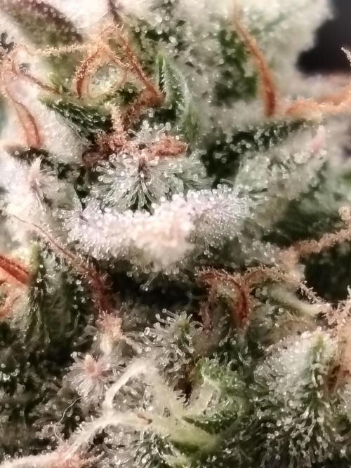 Godfeather OG F1 #3. Week 11 - Tag 81