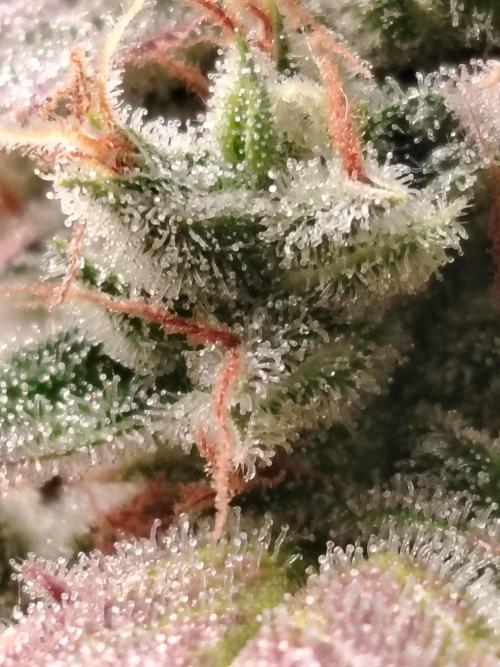 Godfeather OG F1 #3. Week 11 - Tag 81 