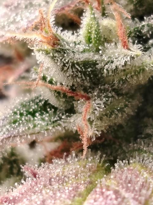 Godfeather OG F1 #3. Week 11 - Tag 81