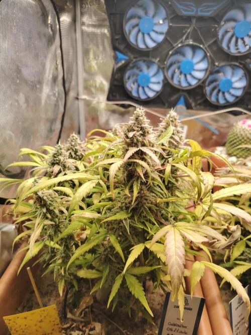 Godfeather OG F1 #3. Week 11 - Tag 81