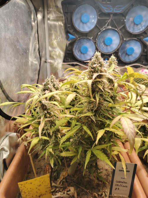 Godfeather OG F1 #3. Week 11 - Tag 81
