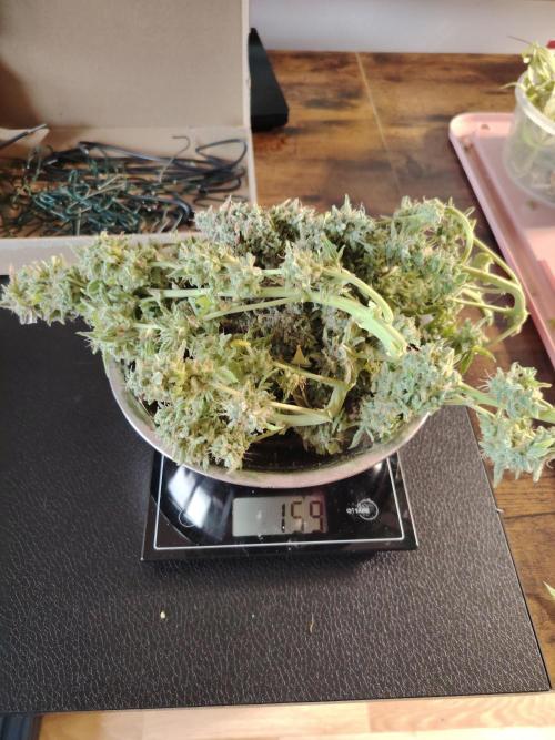 Godfeather OG F1 #3. Week 11 - Tag 81
