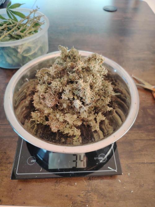 Godfeather OG F1 #3. Week 11 - nach 7 Tagen trocknen.