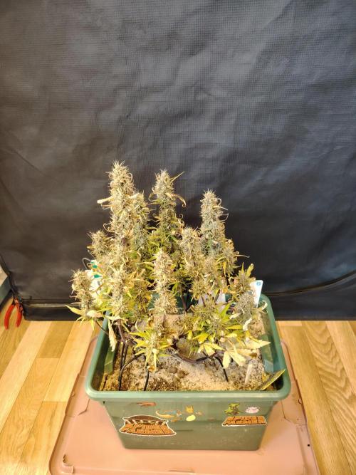 White Truffle Indoor 2025. Week 9