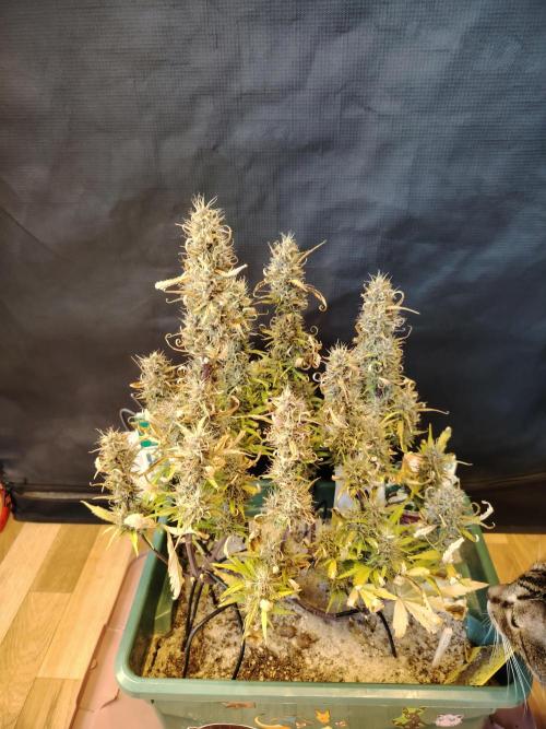 White Truffle Indoor 2025. Week 9