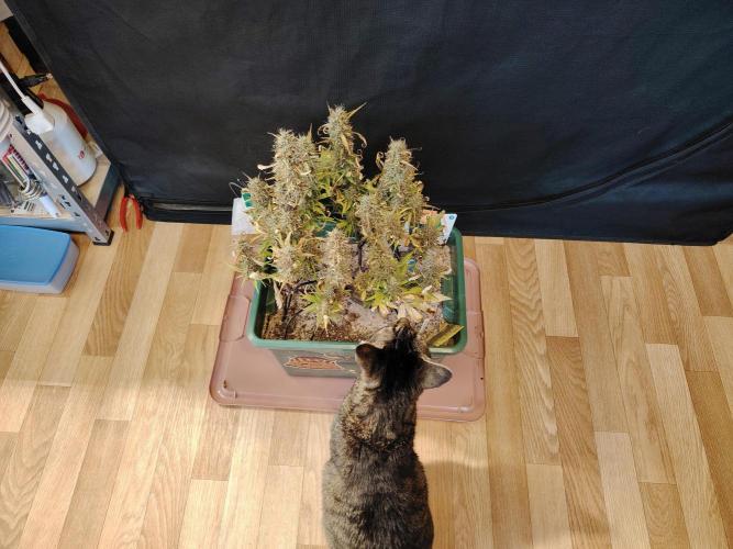 White Truffle Indoor 2025. Week 9