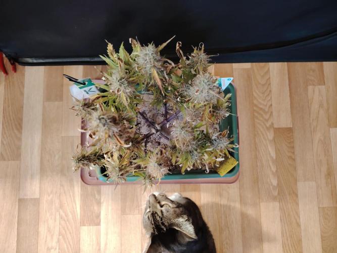 White Truffle Indoor 2025. Week 9