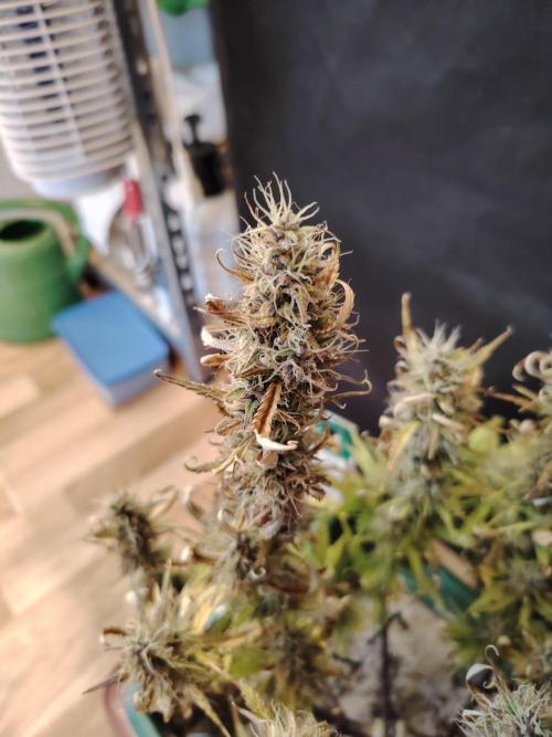 White Truffle Indoor 2025. Week 9